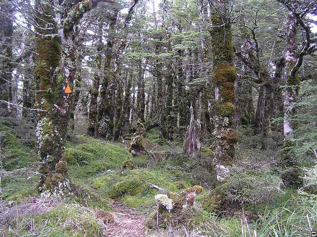 NZ leden-unor 2006 193.jpg